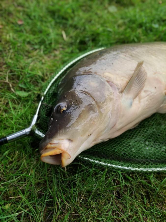 Deux étangs poissonneux au milieu des bois avec gîte moderne, la halte des deux lacs Rosée Extérieur photo